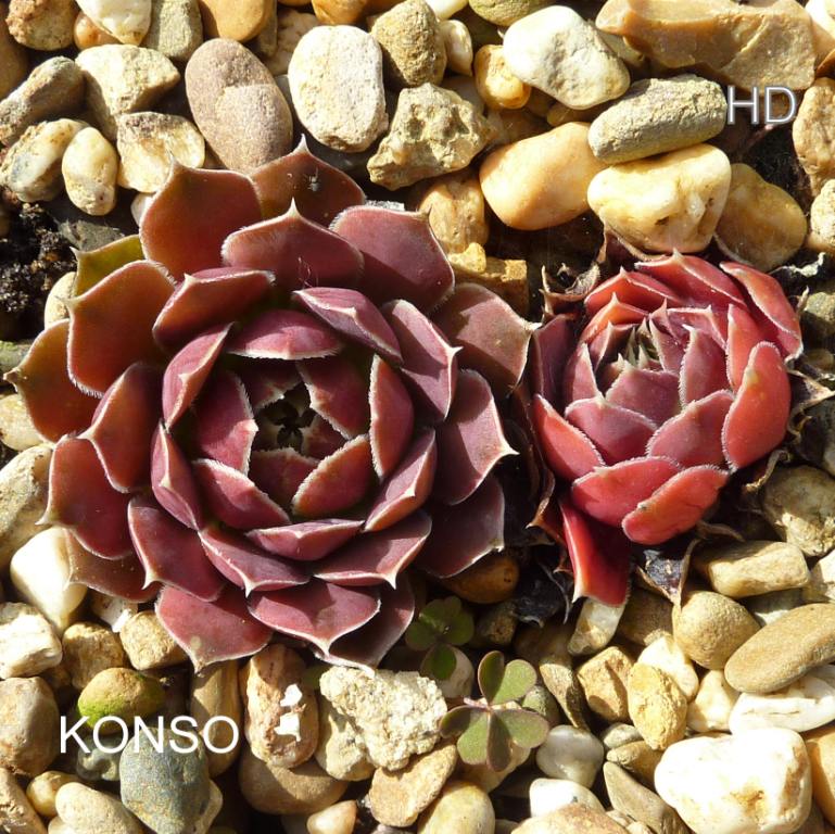 Konso / Jovi