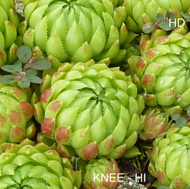 Knee-Hi / Jovi