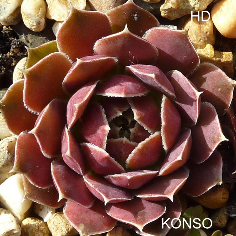 Konso / Jovi