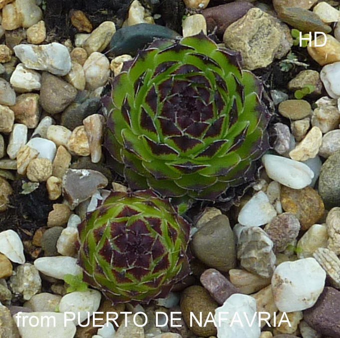 cantabricum ssp. guadarramense from Puerto de Navafria
