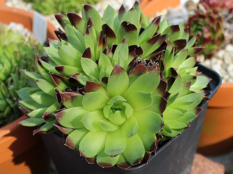 nixonii (xkwediana) x S. heuffelii