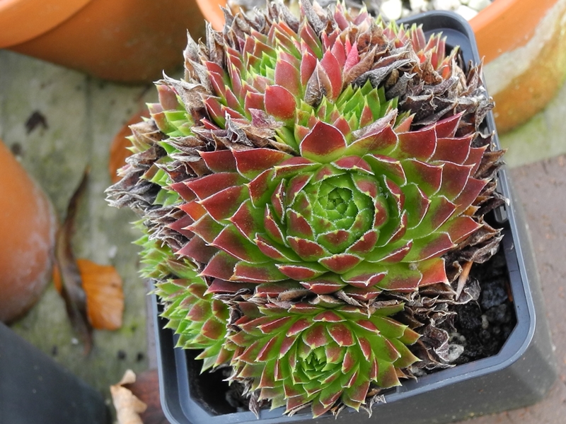 nixonii (xkwediana) x S. heuffelii
