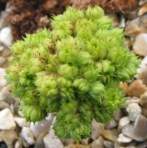 ciliosum ssp. octopodes (apetalum)