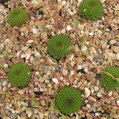 ciliosum ssp. octopodes (apetalum)
