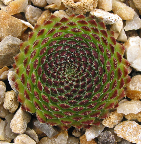 ciliosum ssp. octopodes (apetalum)
