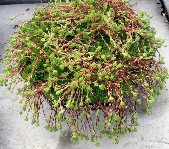 ciliosum ssp. octopodes (apetalum)
