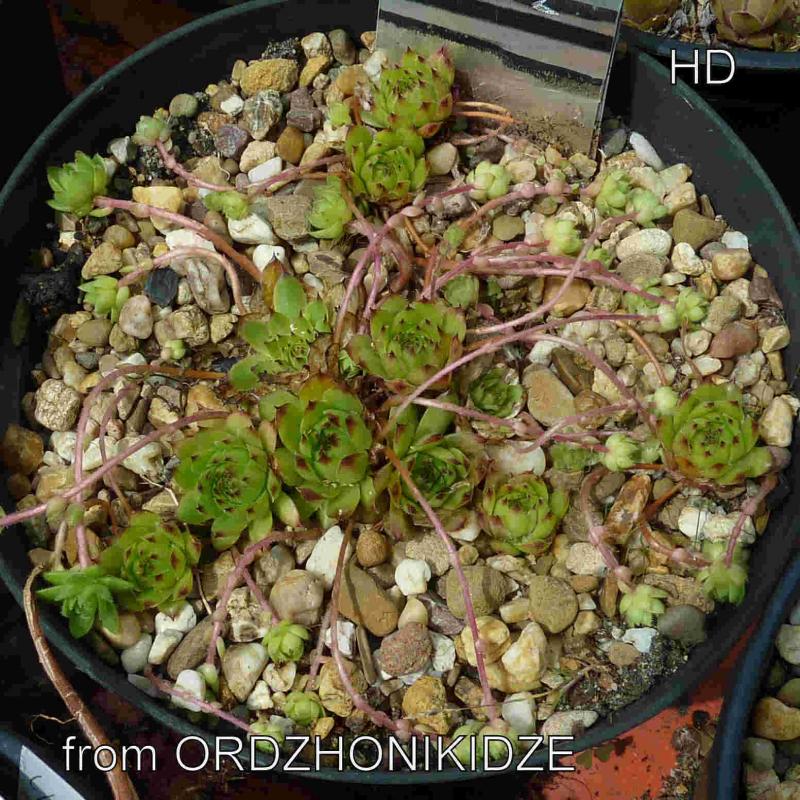 caucasicum from Ordzhonikidze