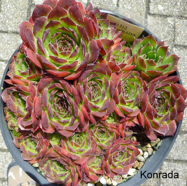 Konrada / Jovi