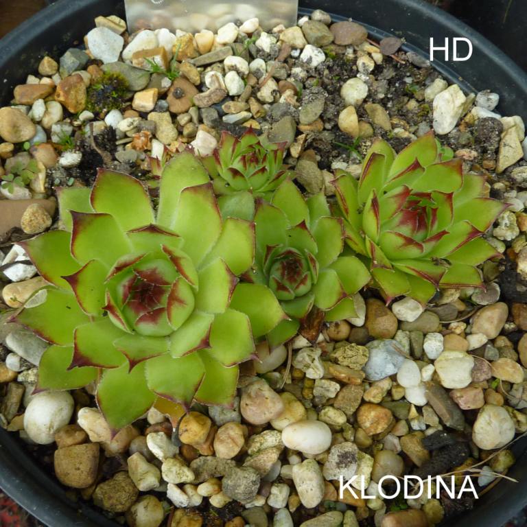 Klodina