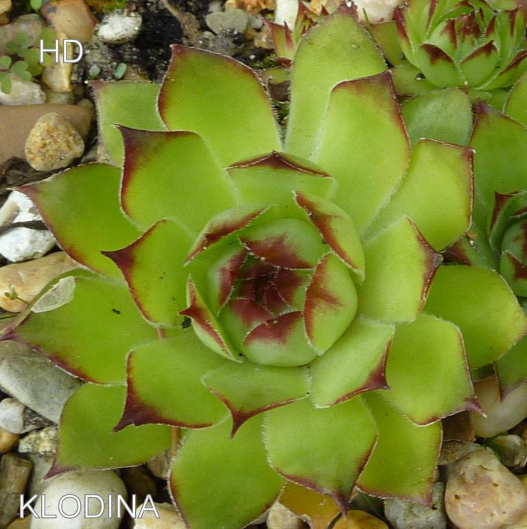 Klodina
