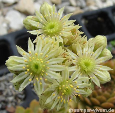 glabrifolium aff. from Macka (Typ PH1113)
