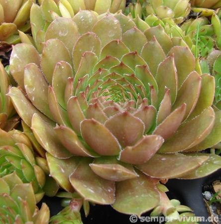 glabrifolium aff. from Macka (Typ PH1113)