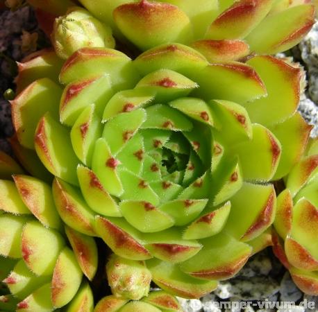 cantabricum ssp. urbionense from Berezales