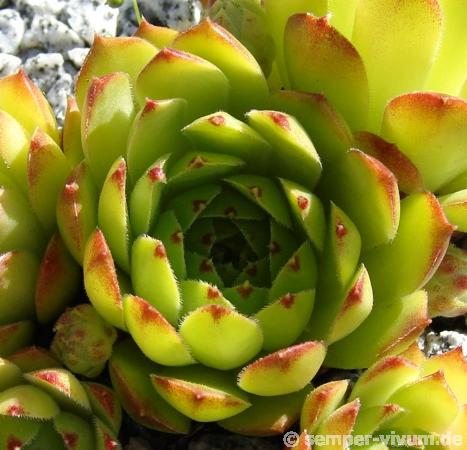 cantabricum ssp. urbionense from Berezales