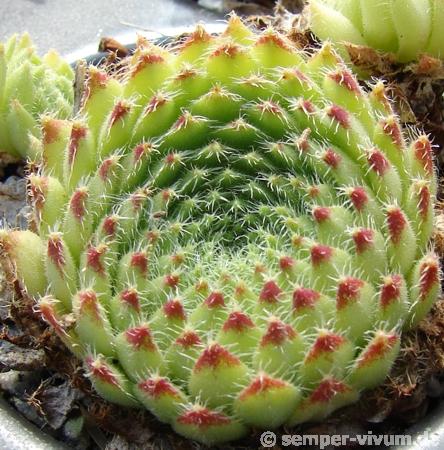 ciliosum (bandericum)