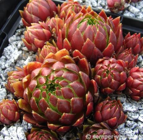 globiferum ssp. hirtum from Štiavnické b. Hodruša-Hámre Typ B
