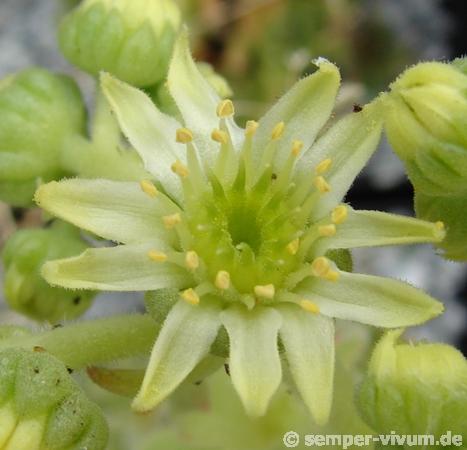 feigeanum (cf.) from Rize (PH1292)