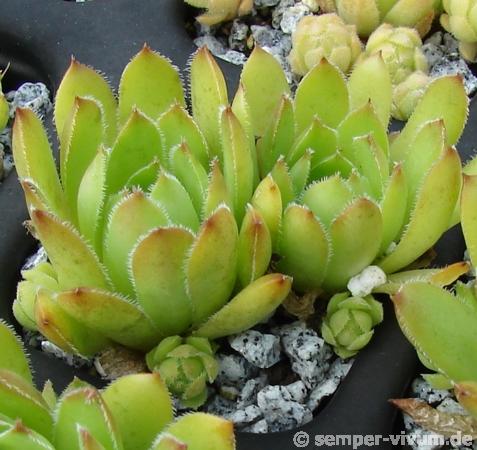 glabrifolium aff. from Macka (Typ PH1298)