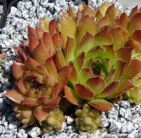 glabrifolium aff. from Macka (Typ PH1298)