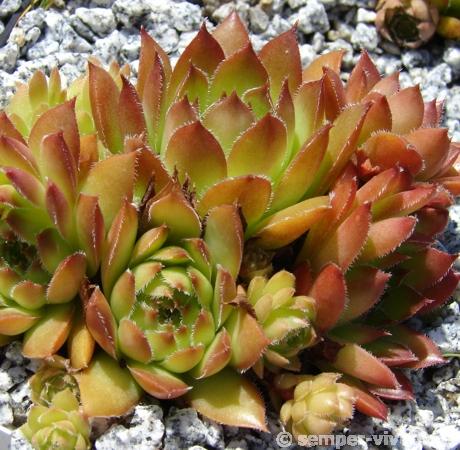 glabrifolium aff. from Macka (Typ PH1298)