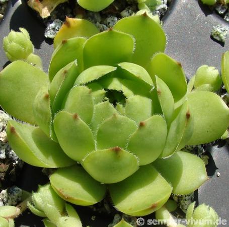glabrifolium cf. from Mt. Aragac (Typ PH1308)