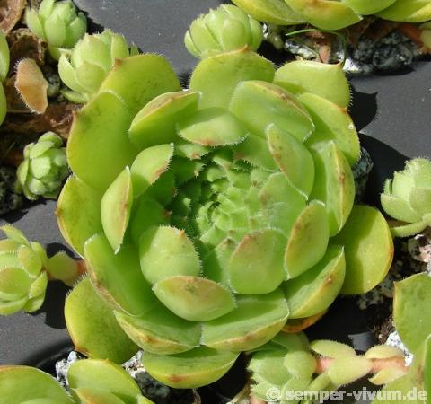 glabrifolium cf. from Mt. Aragac (Typ PH1308)