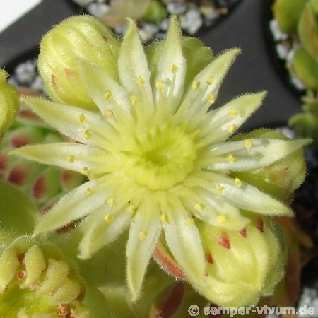 glabrifolium cf. from Mt. Aragac (Typ PH1308)