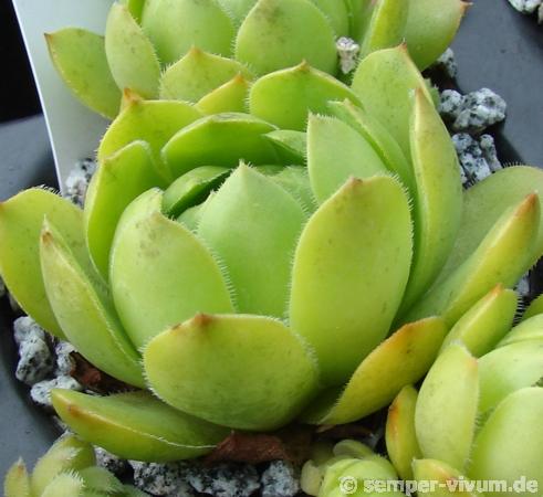 glabrifolium cf. from Mt. Aragac (Typ PH1308)