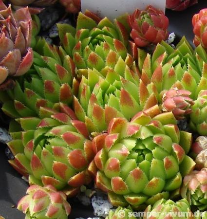 globiferum ssp. hirtum from Wintergraben