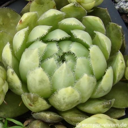 globiferum ssp. lagarinianum from Santuario Madonna della Corona