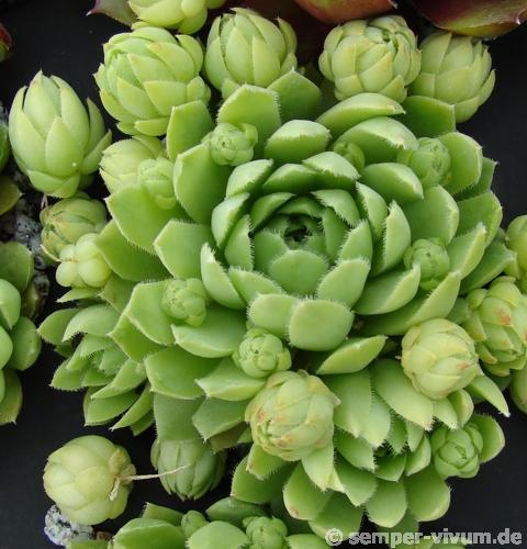 globiferum ssp. lagarinianum from Spiazzi