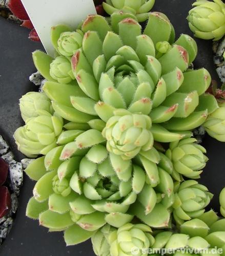 globiferum ssp. lagarinianum from Spiazzi