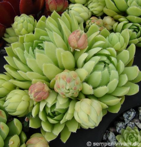 globiferum ssp. lagarinianum from Spiazzi