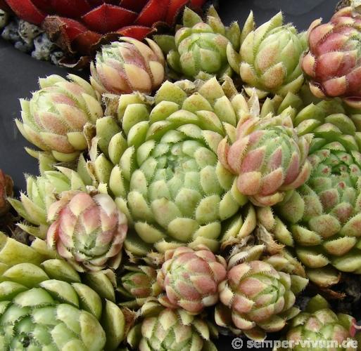 globiferum ssp. lagarinianum from Spiazzi