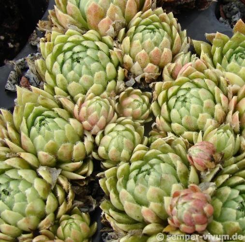 globiferum ssp. lagarinianum from Spiazzi
