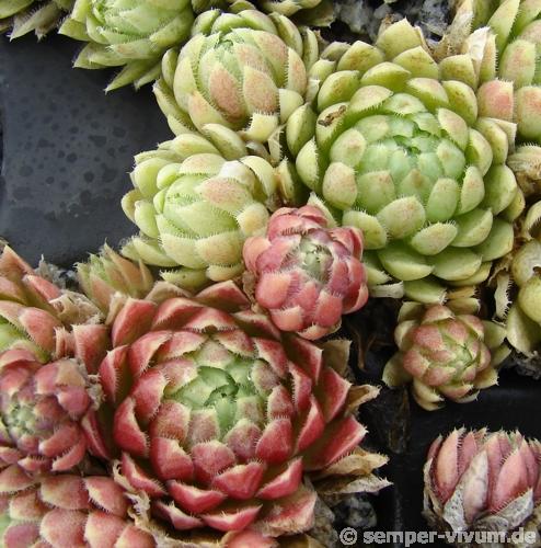 globiferum ssp. lagarinianum from Spiazzi