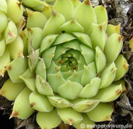 "calcareum (""pale form"") 5