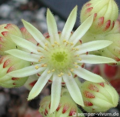 leucanthum