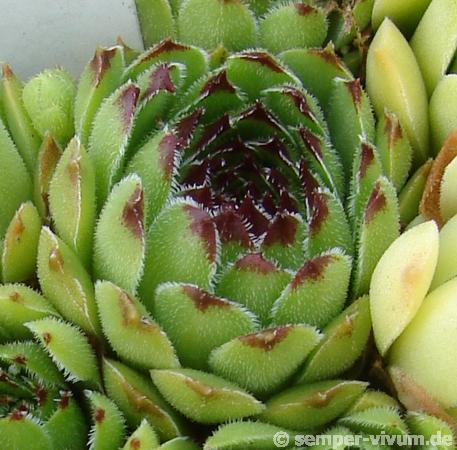 cantabricum ssp. cantabricum from Majada de Camburero