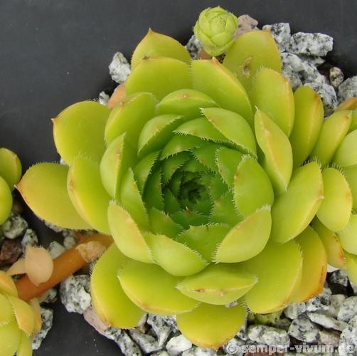 glabrifolium cf. from Mt. Aragac (Typ PH8008)