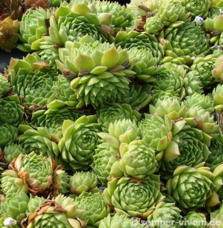 cantabricum ssp. urbionense from Soria