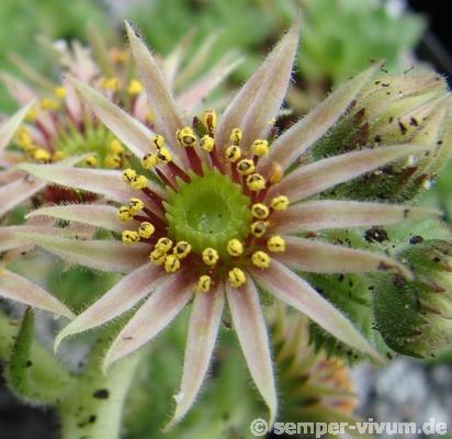 cantabricum ssp. urbionense from Soria