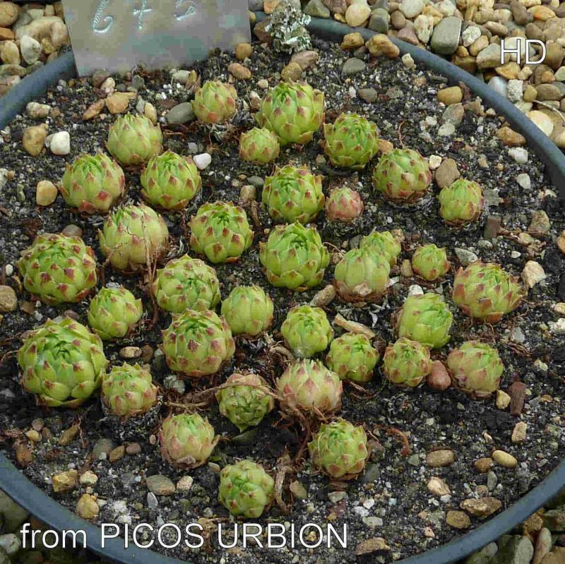 cantabricum ssp. urbionense from Picos de Urbión