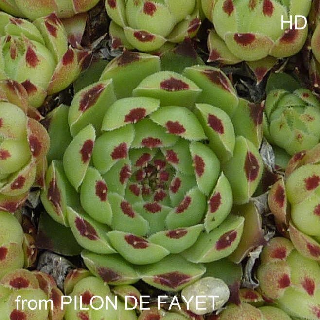 calcareum from Pilon du Fayet