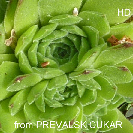 heuffelii from Prevalski Cukar