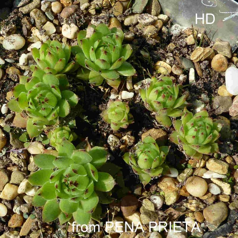 cantabricum from Peña Prieta