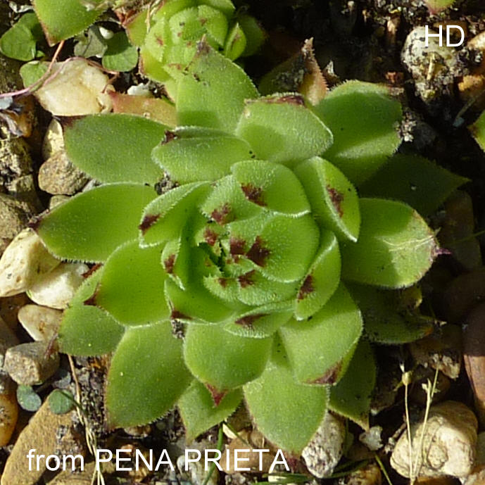 cantabricum from Peña Prieta