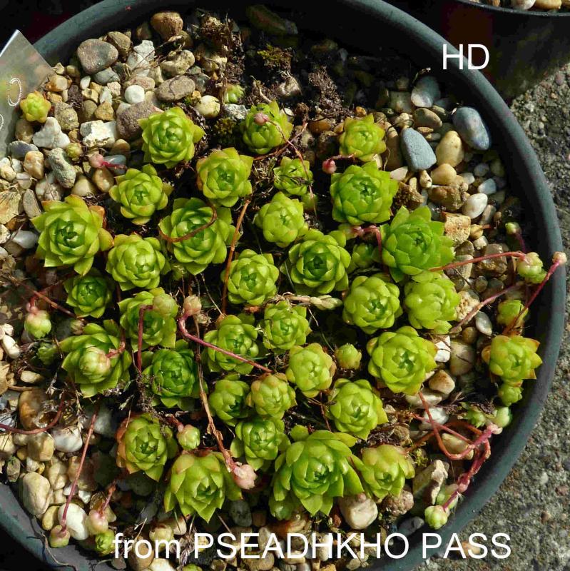 caucasicum from Pseashkho Pass