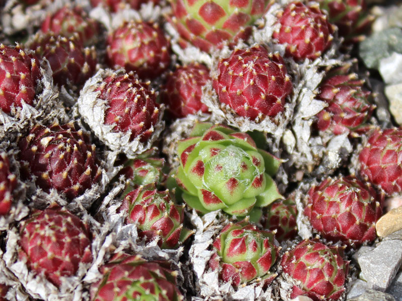 pseudofunkii