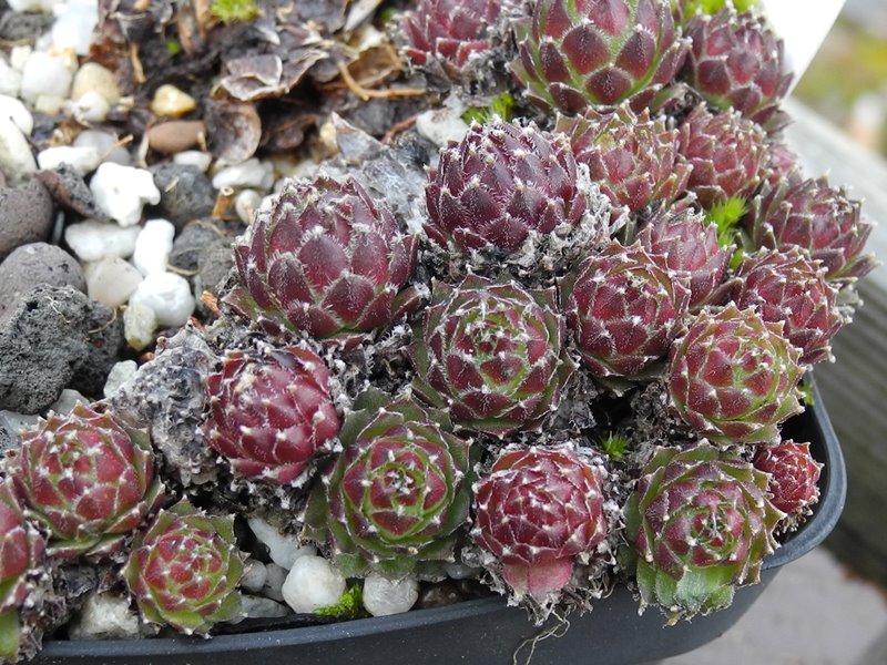 pseudofunkii